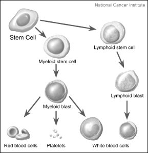 Stem cells maturing into blood cells and precursor cells