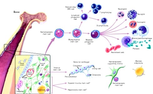 Stemcelldifferentiaion