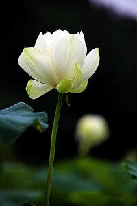 Lotus flowers kite