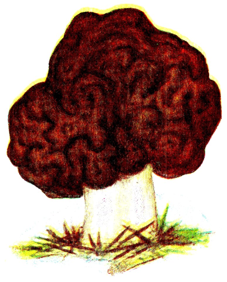 Stenmurkla, Iduns kokbok
