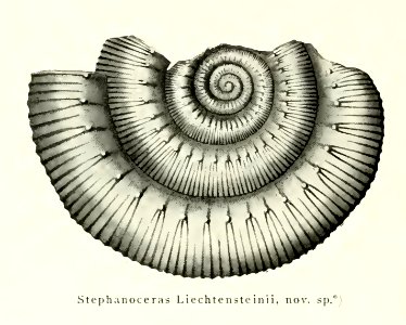 Stephanoceras Liechtensteinii, nov, sp,