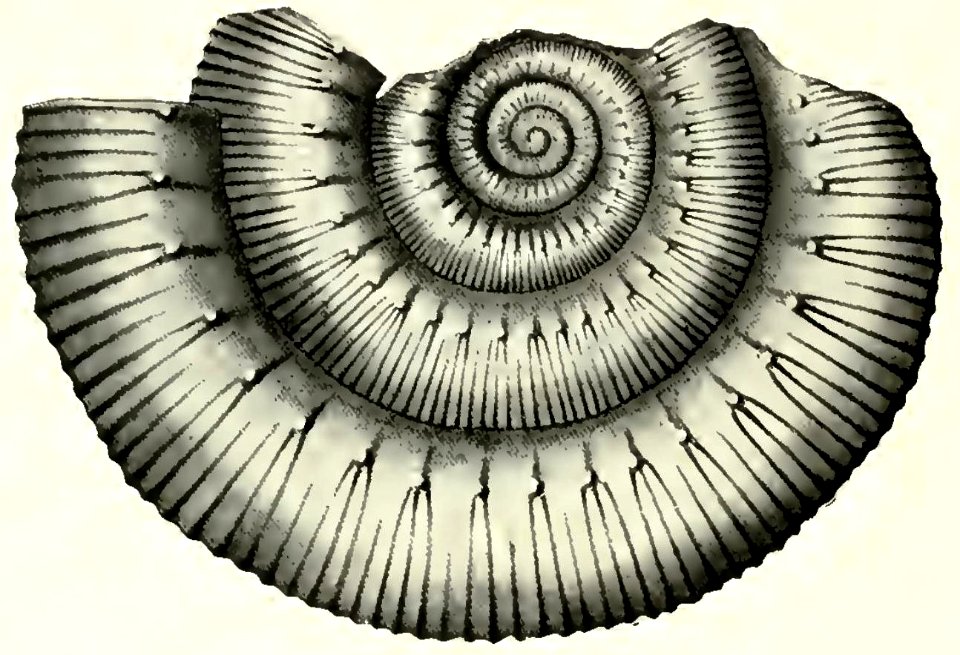 Stephanoceras Liechtensteinii, nov, sp, (A)