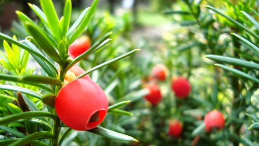Berries fruit nature