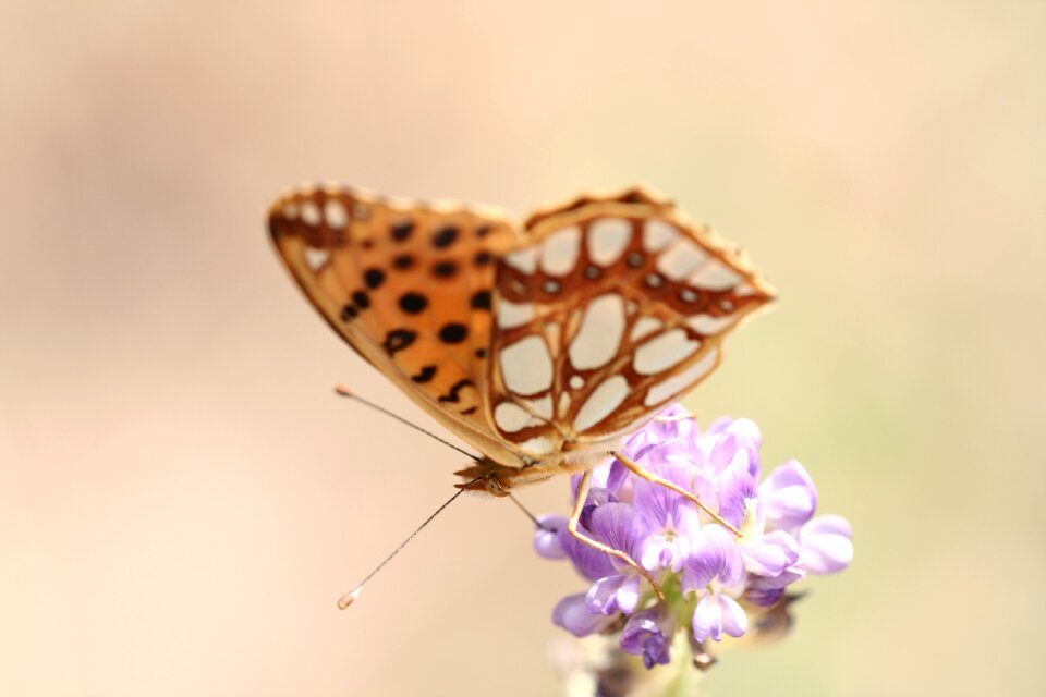 Color close nature