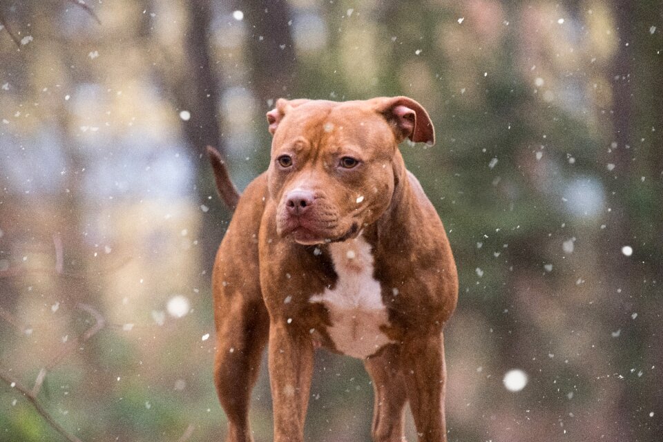 Dog list dog nature