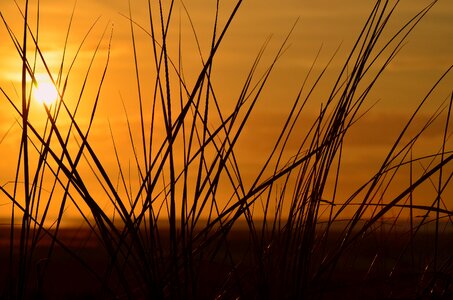 Lighting evening sky grasses