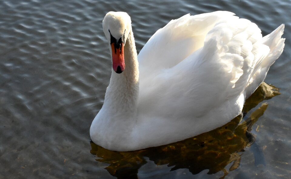Animal schwimmvogel pride