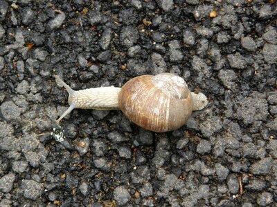 Slimy shell brown photo