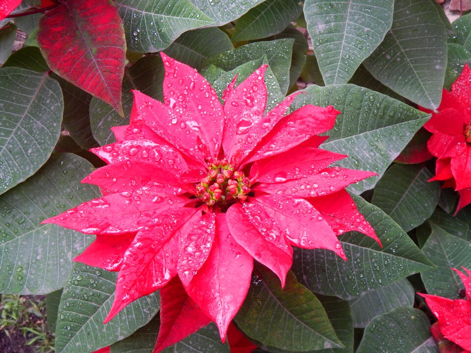 Rain petals wet drops