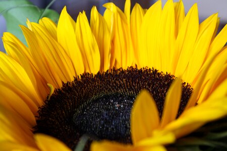 Sunflower yellow flower garden photo