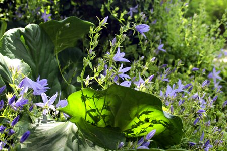 Petite bellflower blue purple blue violet