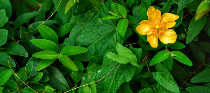 Yellow blossom wild
