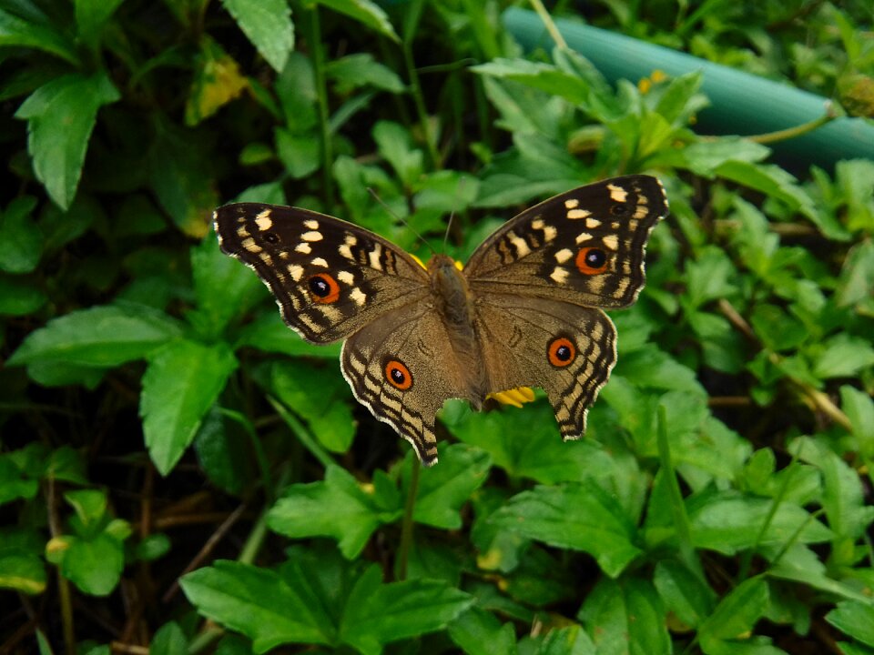 Nature insects wings