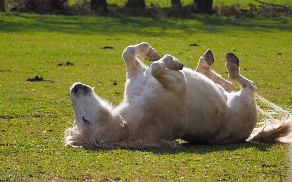 Horse animals grass