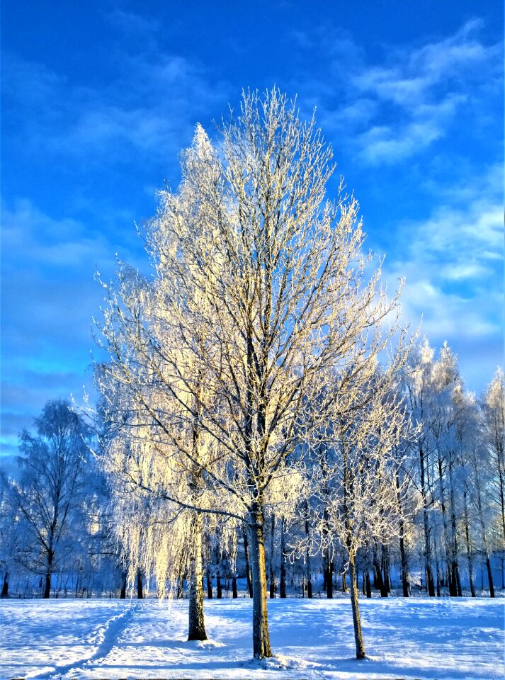 Rime winter day nature