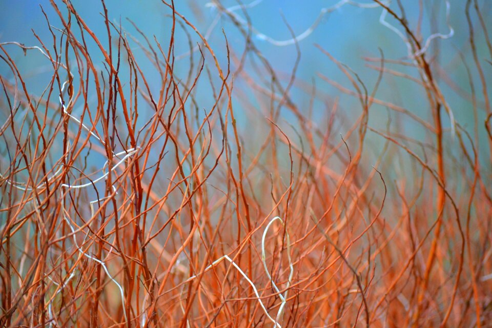 Outdoor wild texture