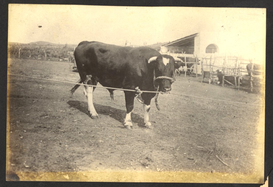 Stier, veeteelt - BNA-DIG-HARTOG-ALBUM-CURACAO-015