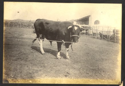 Stier, veeteelt - BNA-DIG-HARTOG-ALBUM-CURACAO-015