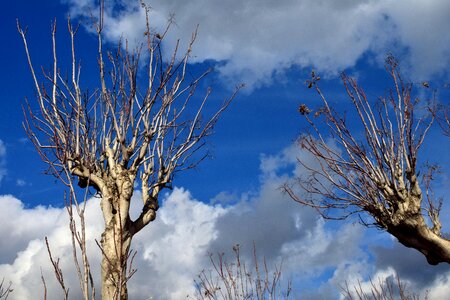 Blue aesthetic branches photo