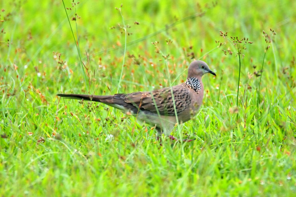 Grass animal outdoors