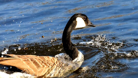 Lake poultry animal photo