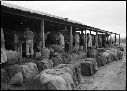 Stockton, California. Cutting potato seed on an industrialized farm where, before evacuation, all w . . . - NARA - 536035