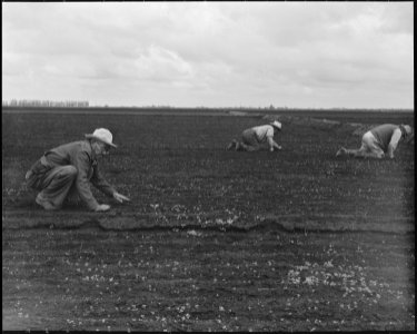 Stockton, California. So-called stoop laborers weeding celery field on large industrialized ranch . . . - NARA - 537599