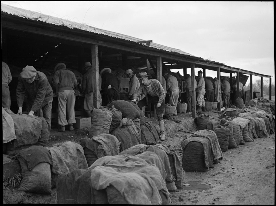 Stockton, California. Cutting potato seed for market on the ranch of John C. Kelly in the Delta reg . . . - NARA - 537598