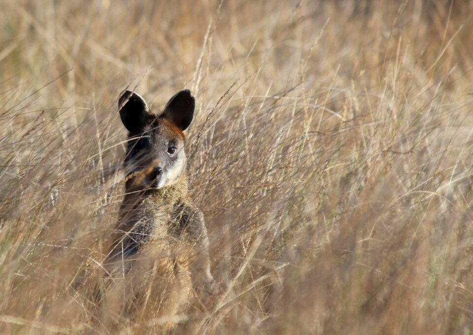 Wallaby grass australia