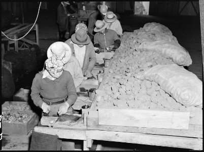 Stockton, California. Cutting potato seed on an industrialized farm where, before evacuation, all w . . . - NARA - 536034