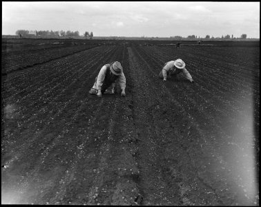 Stockton, California. So-called stoop laborers are shown weeding a celery field. Many persons of . . . - NARA - 536032