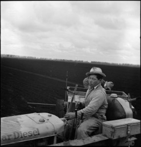 Stockton, California. Operating tractor on industrialized farm in the Delta district, prior to evac . . . - NARA - 537594