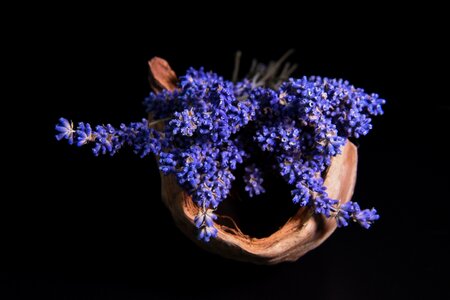 Plant flowering plants