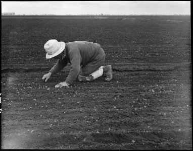 Stockton, California. So-called stoop laborer is shown weeding a celery field. Many persons of J . . . - NARA - 536033