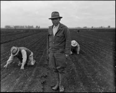 Stockton, California. Weeding celery field in the Delta region, prior to evacuation. Henry Futamach . . . - NARA - 537610 photo