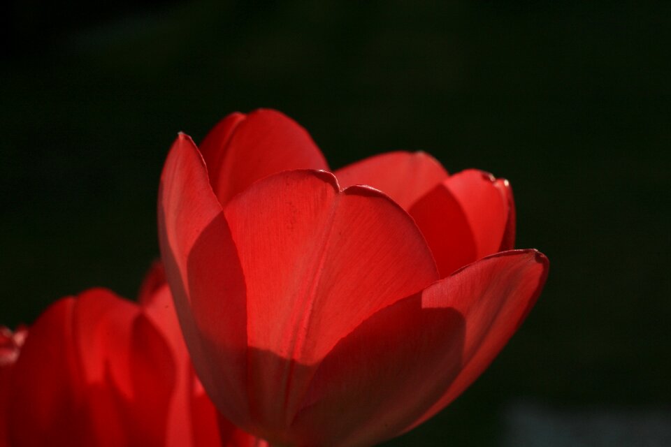Tulip love red