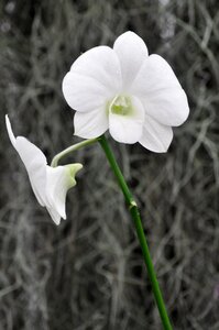 Flower nature natural
