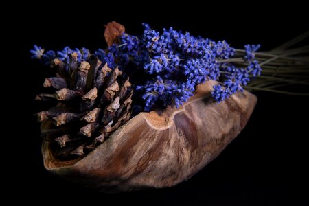 Black background plant flowering