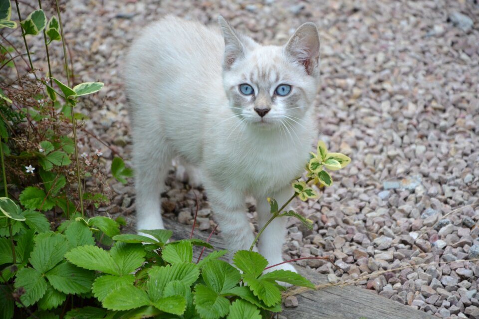 Cat eyes blue eyes pet baby cat photo