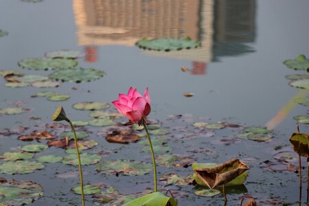 Lotus bloom Free photos