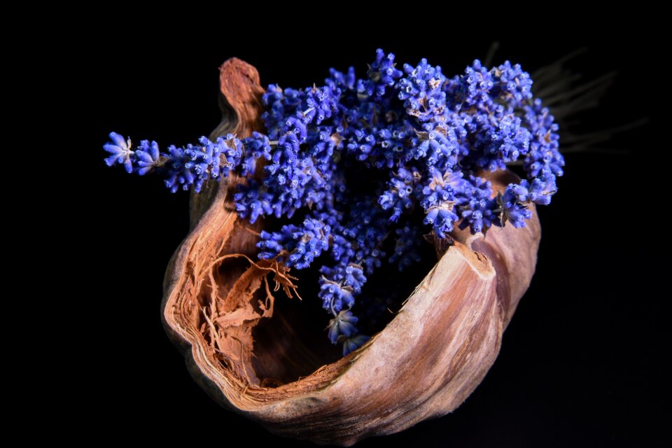 Plant flowering plants