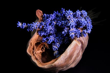 Plant flowering plants