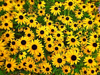 Daisy summer garden