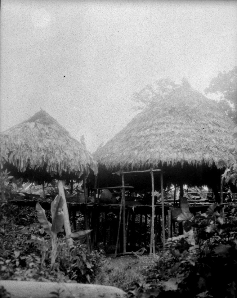 Stolphyddor, hyddor. Chocó. Colombia - SMVK - 003995