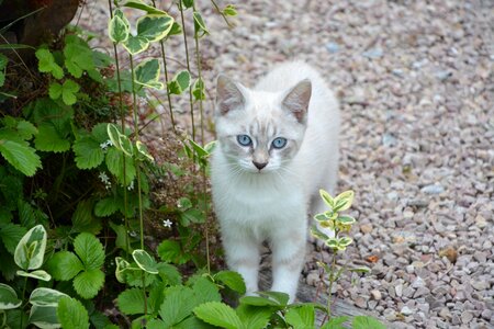 Nature blue eyes domestic animal