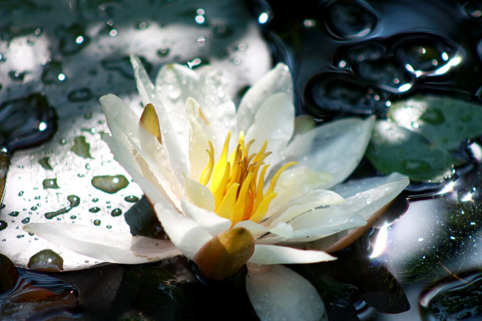 Lake rose nuphar pond