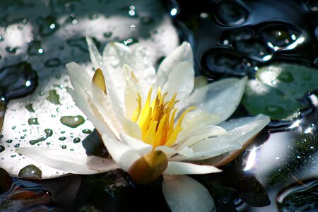 Lake rose nuphar pond