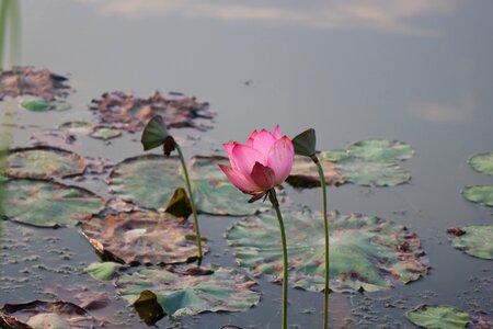 Lotus bloom Free photos