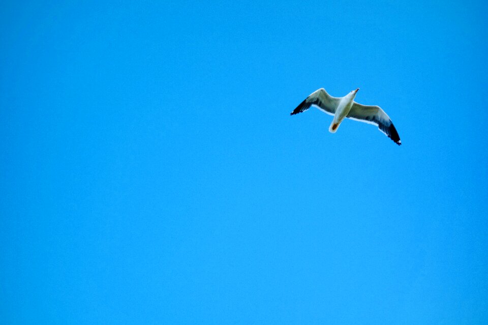 Nature animal world seagull