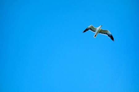 Nature animal world seagull